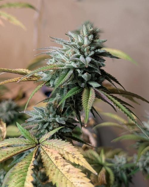 Killer Kush. Week 27