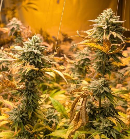 Killer Kush. Week 27
