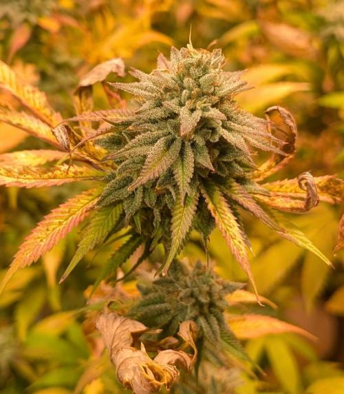 Killer Kush. Week 27