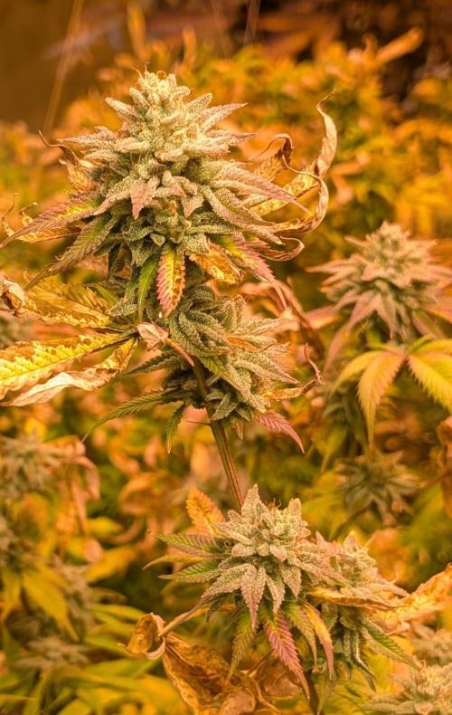 Killer Kush. Week 27