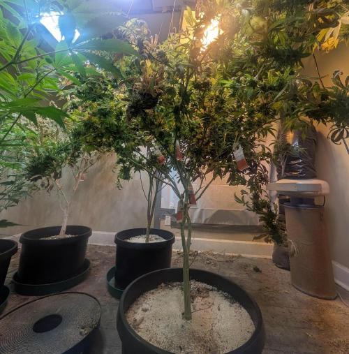 MAC Ganja. Week 27