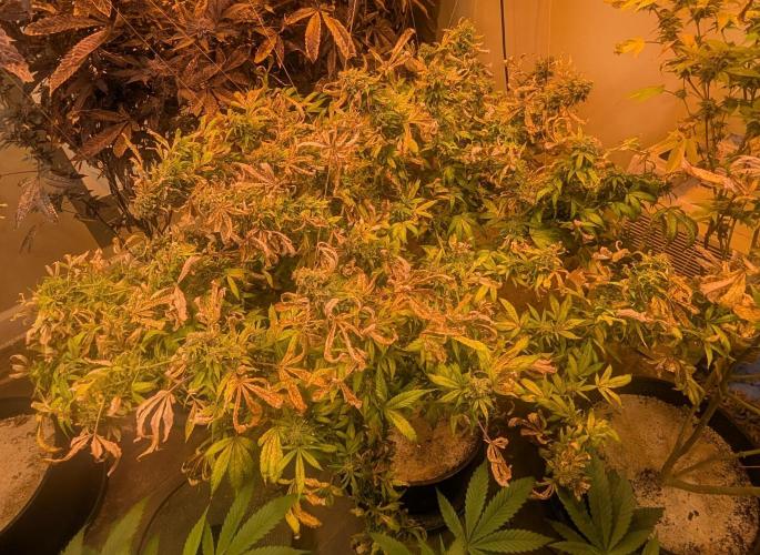 MAC Ganja. Week 27