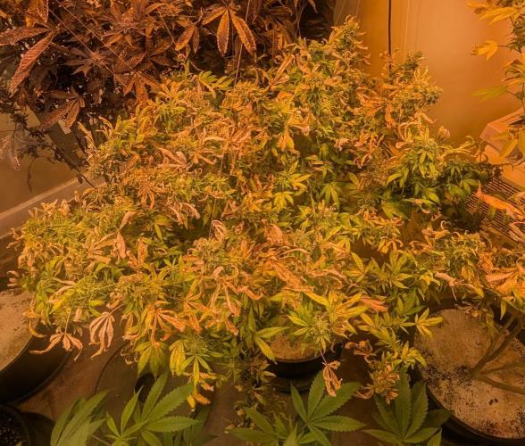 MAC Ganja. Week 27