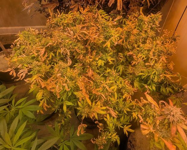 MAC Ganja. Week 27