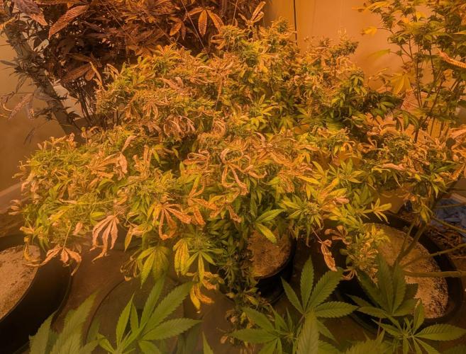 MAC Ganja. Week 27