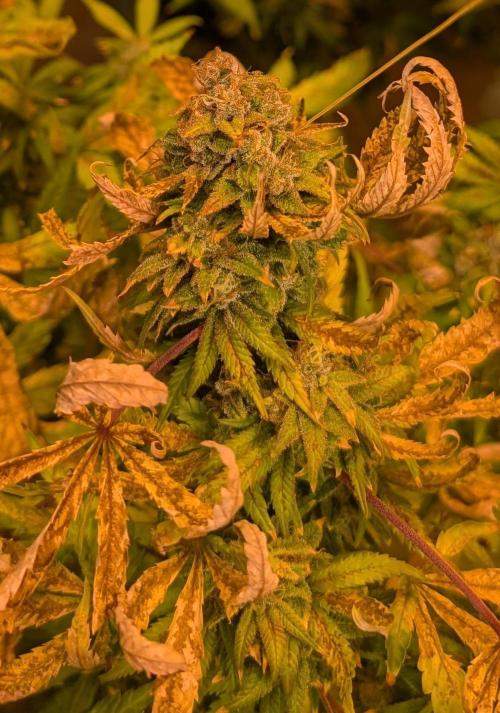 MAC Ganja. Week 27