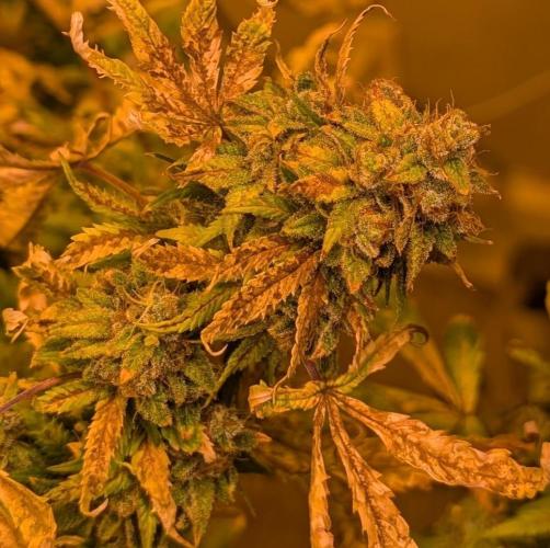 MAC Ganja. Week 27