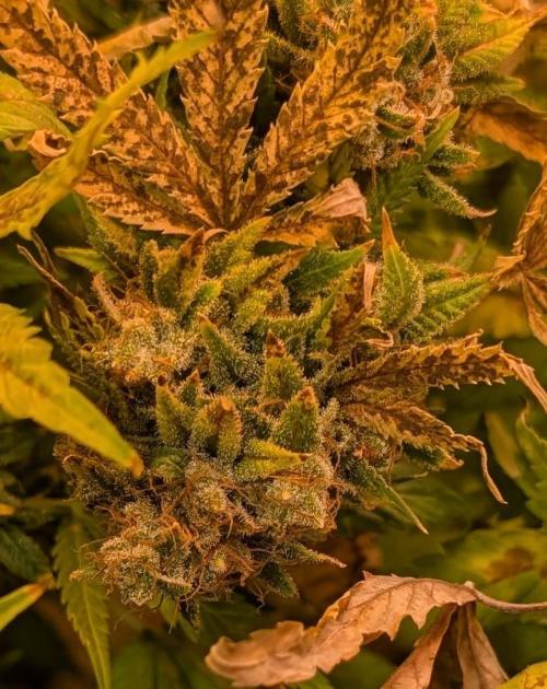 MAC Ganja. Week 27