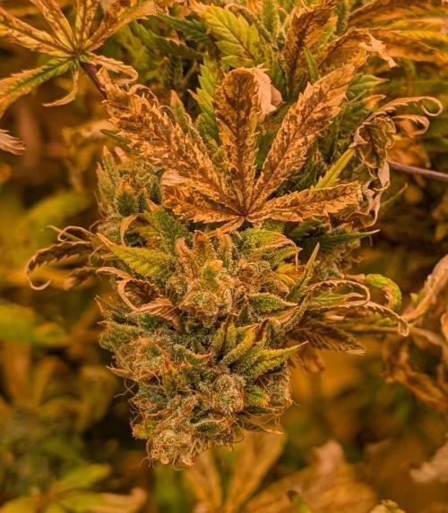 MAC Ganja. Week 27