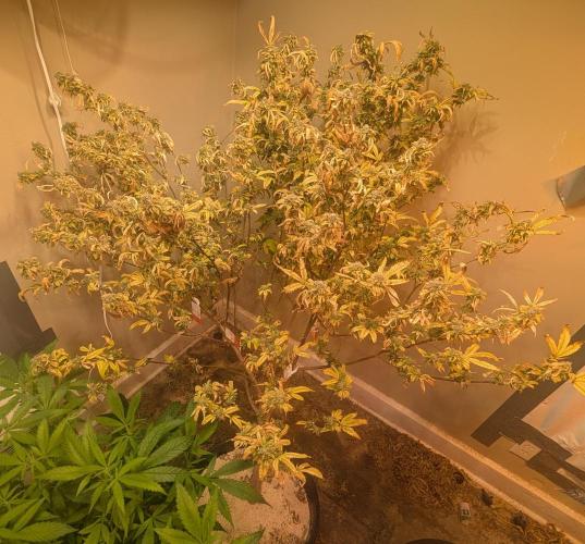 Fat Banana. Week 27