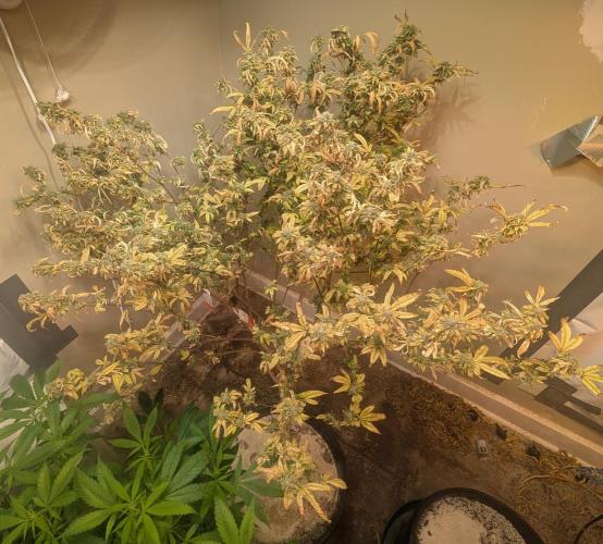 Fat Banana. Week 27