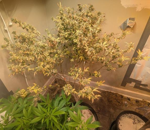 Fat Banana. Week 27