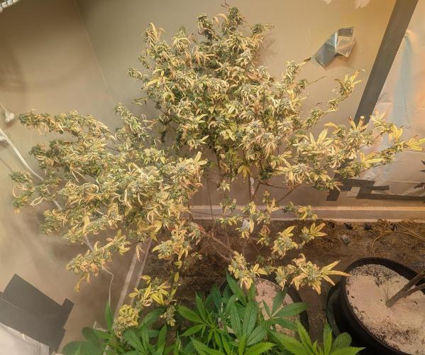 Fat Banana. Week 27