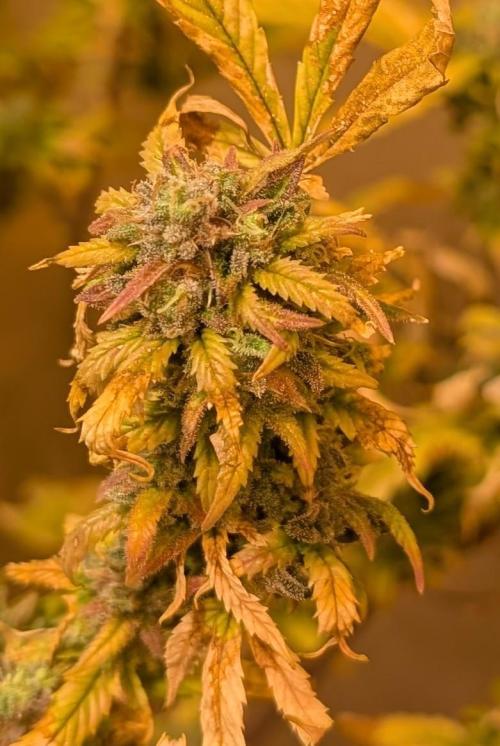 Fat Banana. Week 27