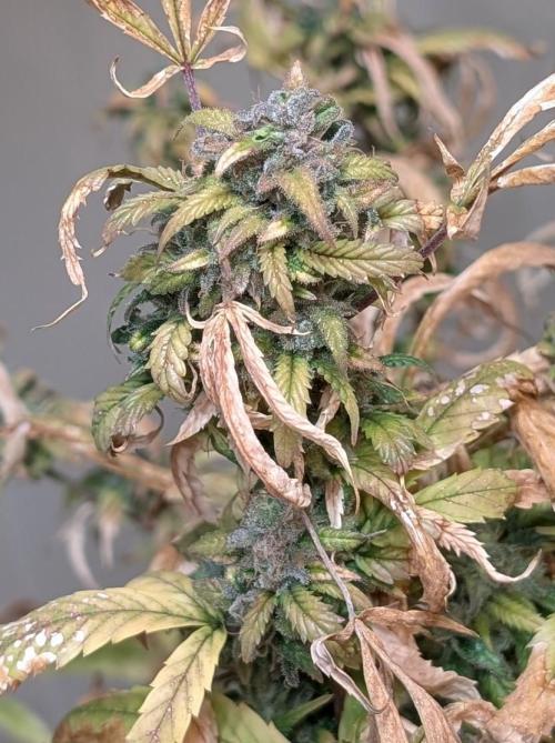 Fat Banana. Week 27