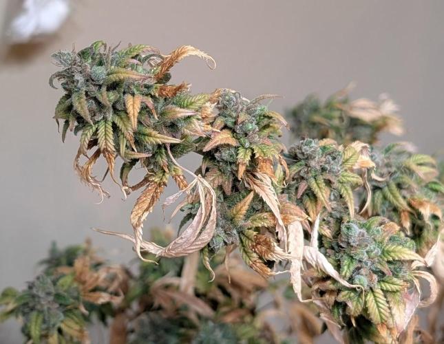 Fat Banana. Week 27