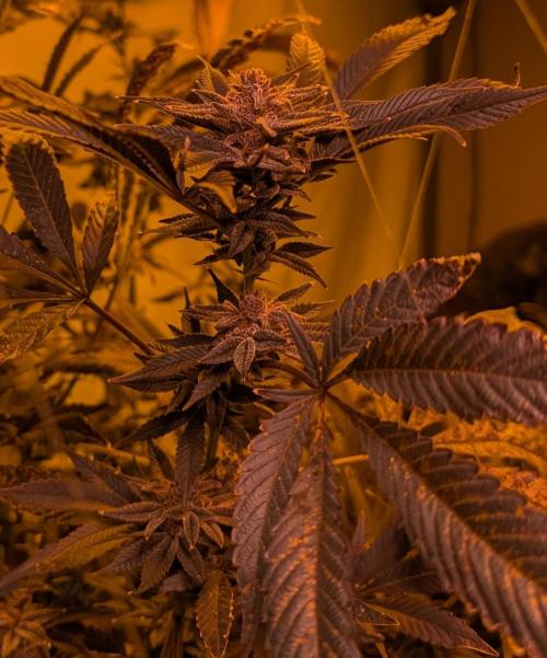Pure Michigan. Week 27