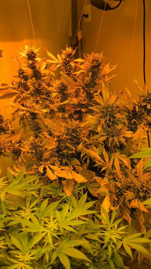 Red Mandarine