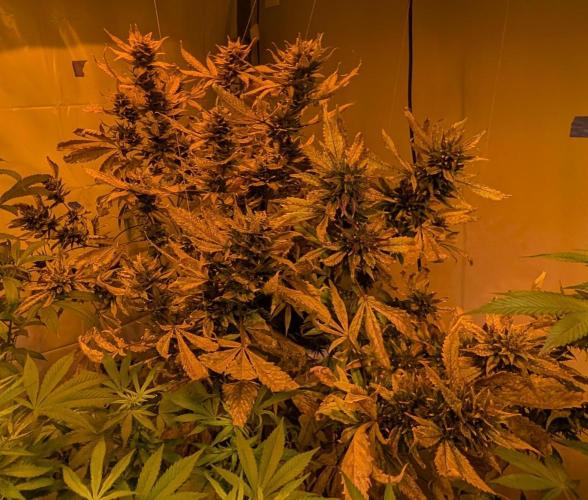 Red Mandarine. Week 23