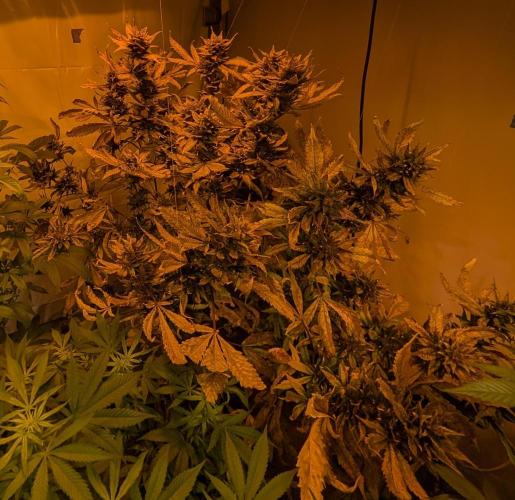 Red Mandarine. Week 23