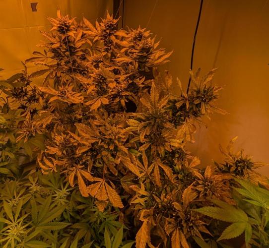 Red Mandarine. Week 23
