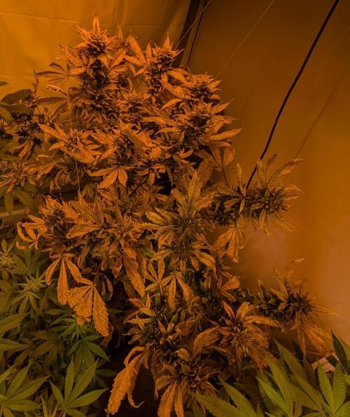 Red Mandarine. Week 23
