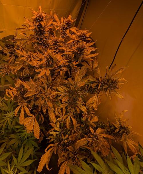 Red Mandarine. Week 23