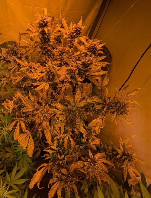 Red Mandarine. Week 23
