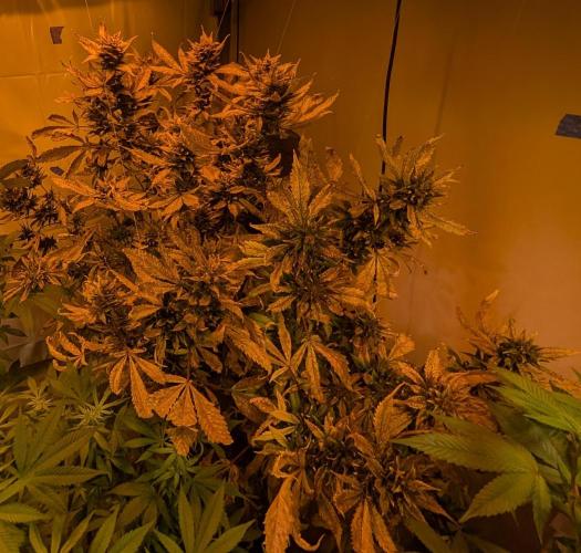 Red Mandarine. Week 23
