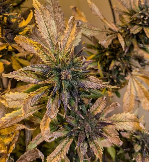 Red Mandarine. Week 23
