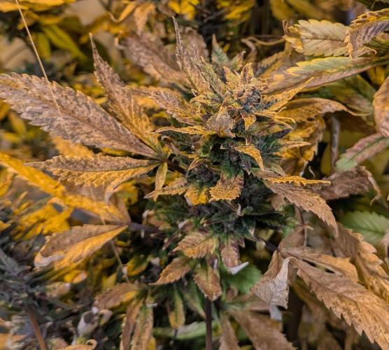 Red Mandarine. Week 23