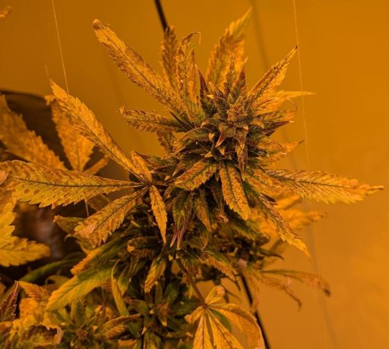 Red Mandarine. Week 23