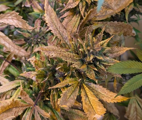 Red Mandarine. Week 23