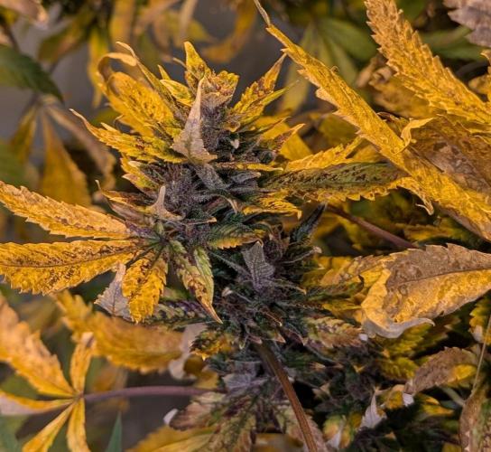 Red Mandarine. Week 23