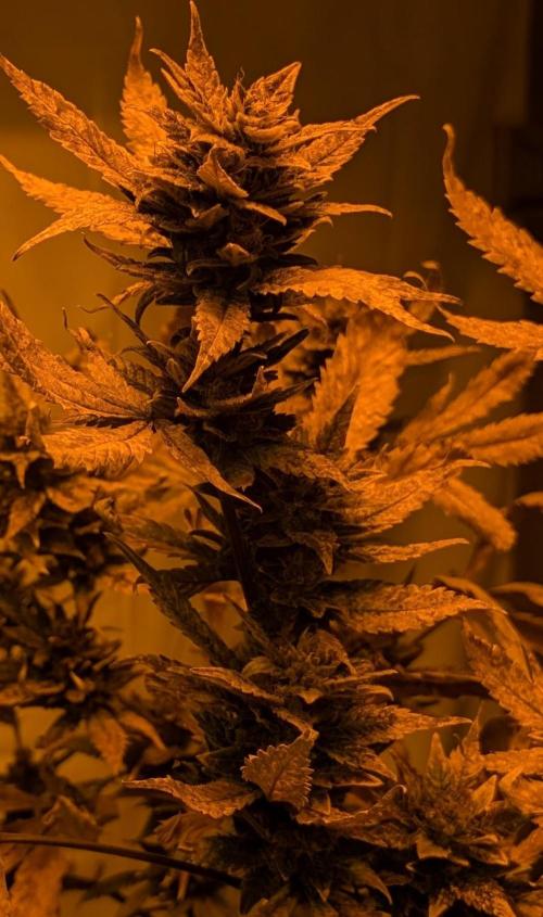Red Mandarine. Week 23