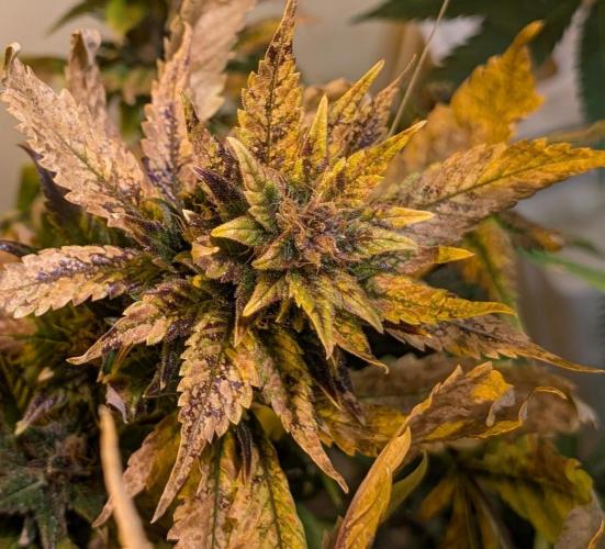 Red Mandarine. Week 23