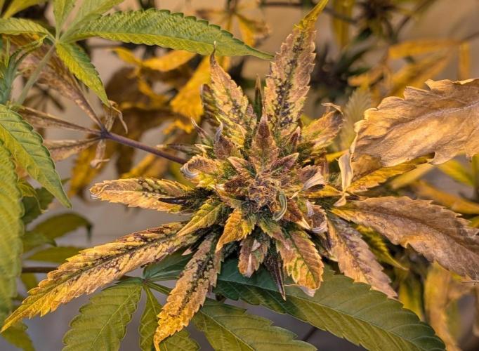 Red Mandarine. Week 23