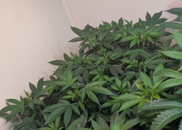 Gushers. Week 15