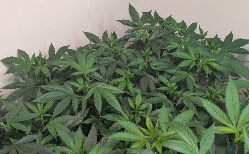 Gushers. Week 15