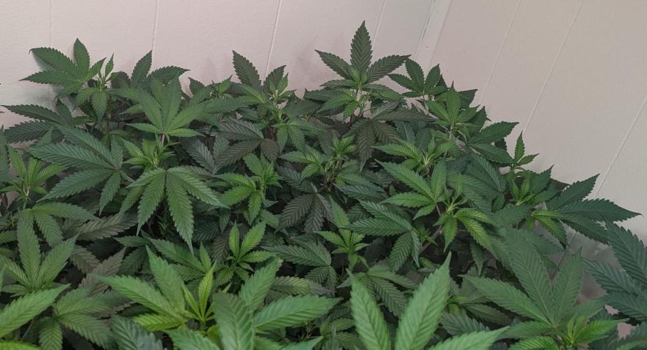 Gushers. Week 15