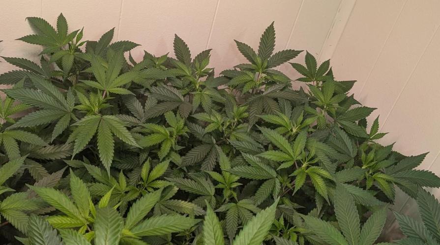 Gushers. Week 15