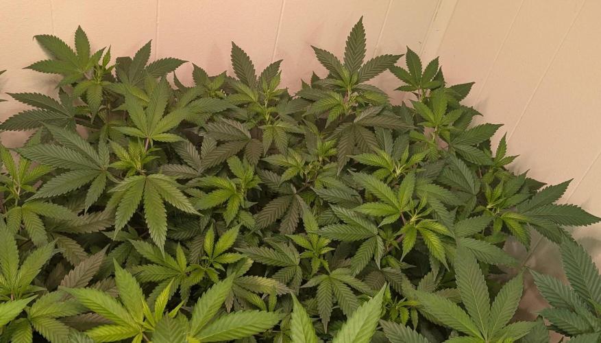 Gushers. Week 15