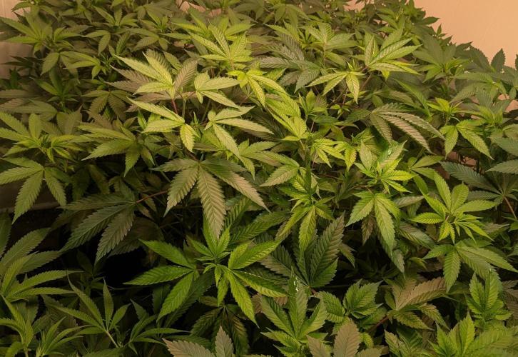 Super Boof. Week 15