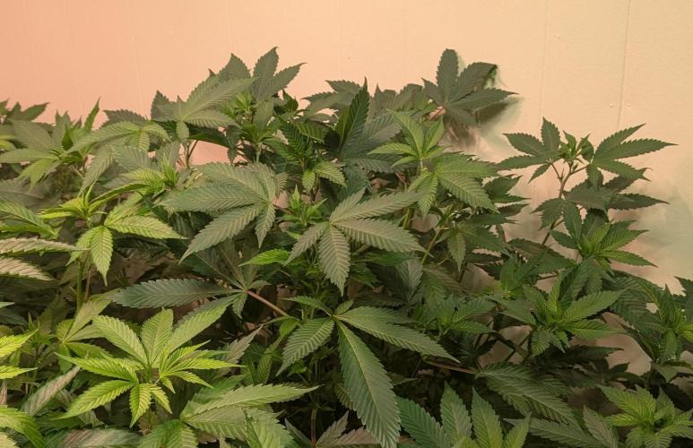 Fruity Pebbles. Week 15