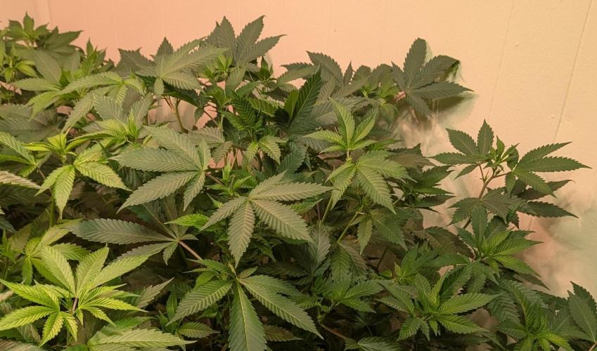 Fruity Pebbles. Week 15
