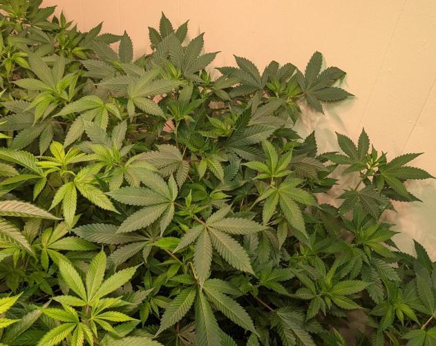 Fruity Pebbles. Week 15