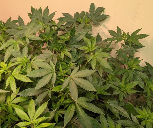 Fruity Pebbles. Week 15