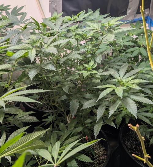 Zoap RosΓ©. Week 15