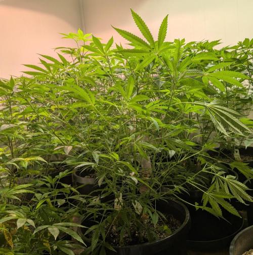 Sunset Sherbet. Week 15