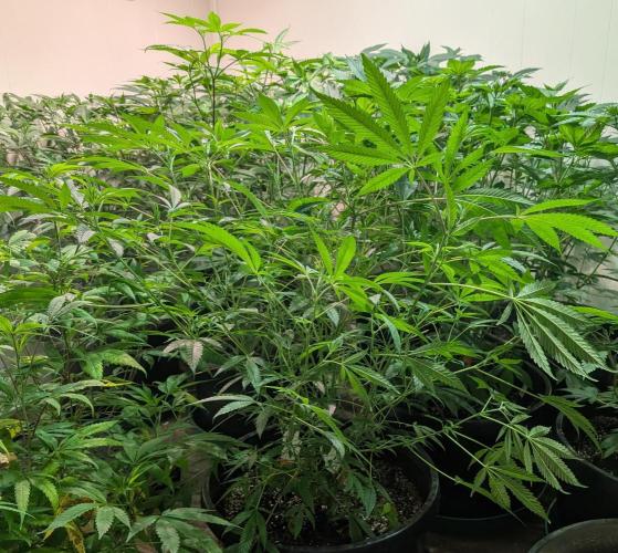 Sunset Sherbet. Week 15